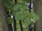 Amelanchier variety semi-integrifolia