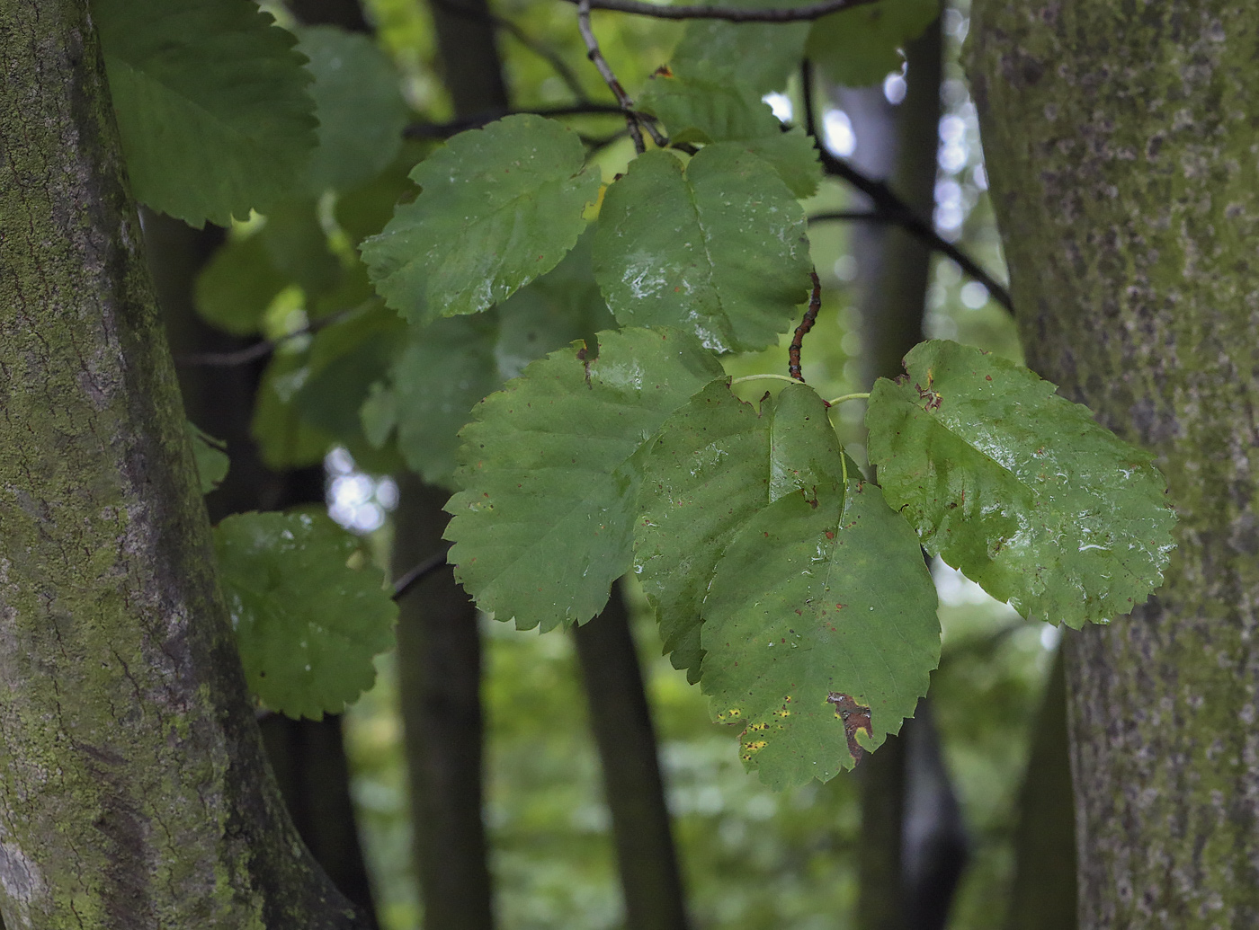 Изображение особи Amelanchier alnifolia var. semi-integrifolia.