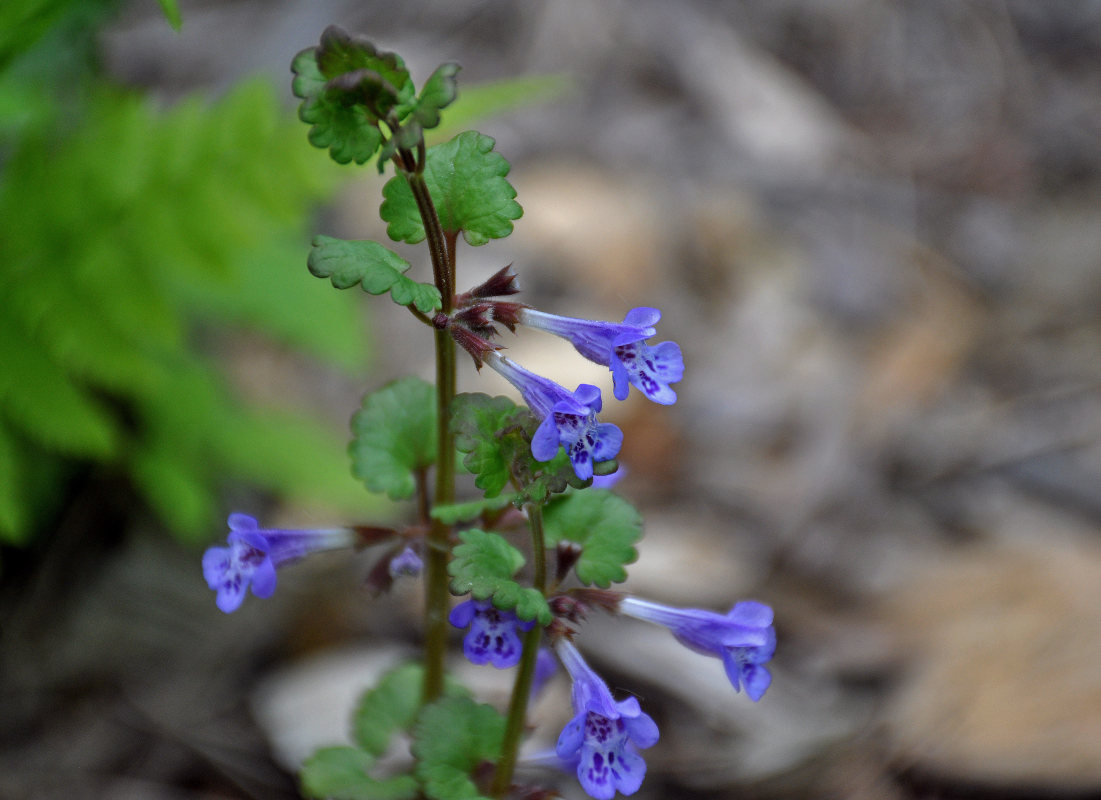 Изображение особи Glechoma hederacea.