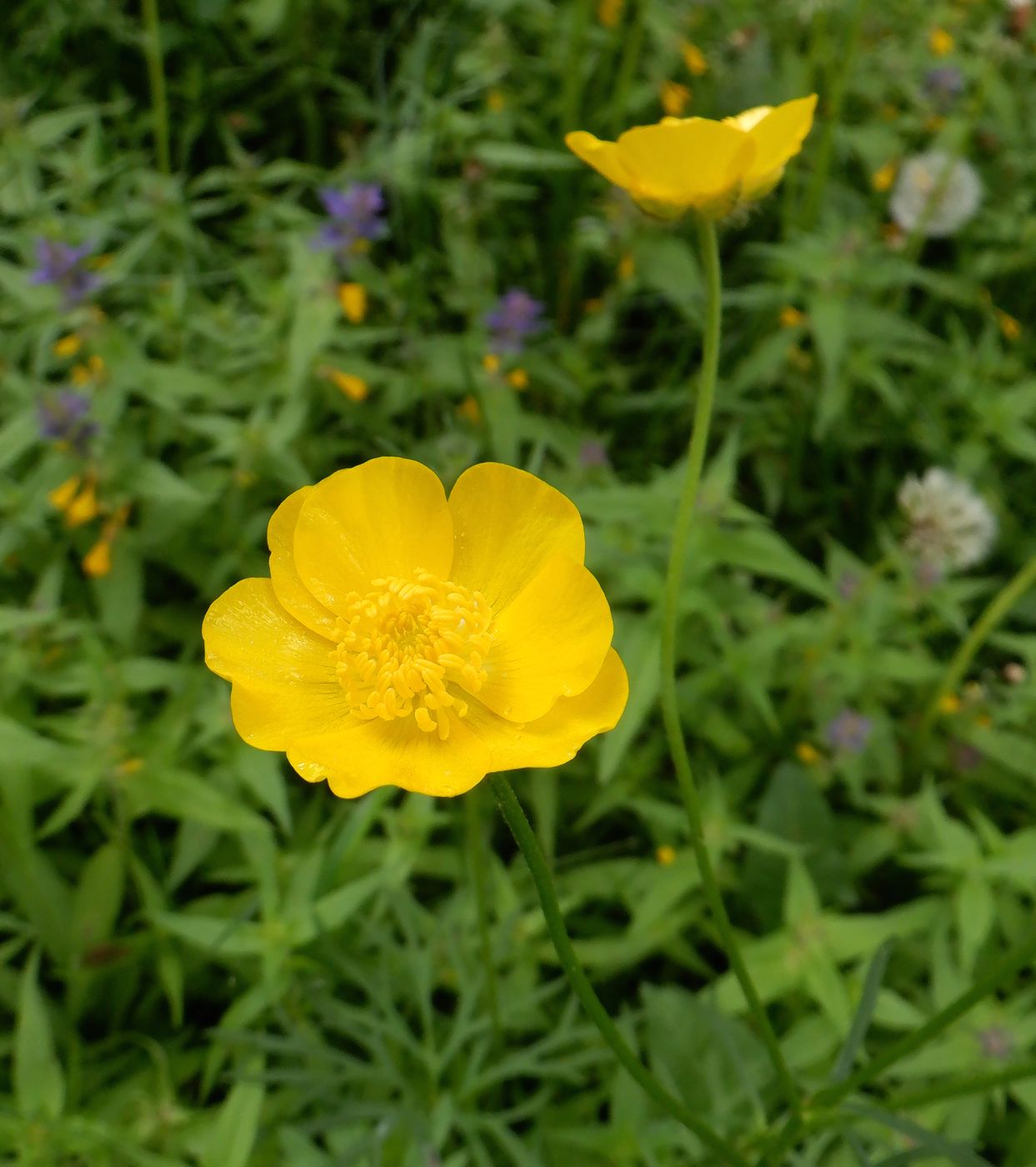 Image of Ranunculus polyanthemos specimen.