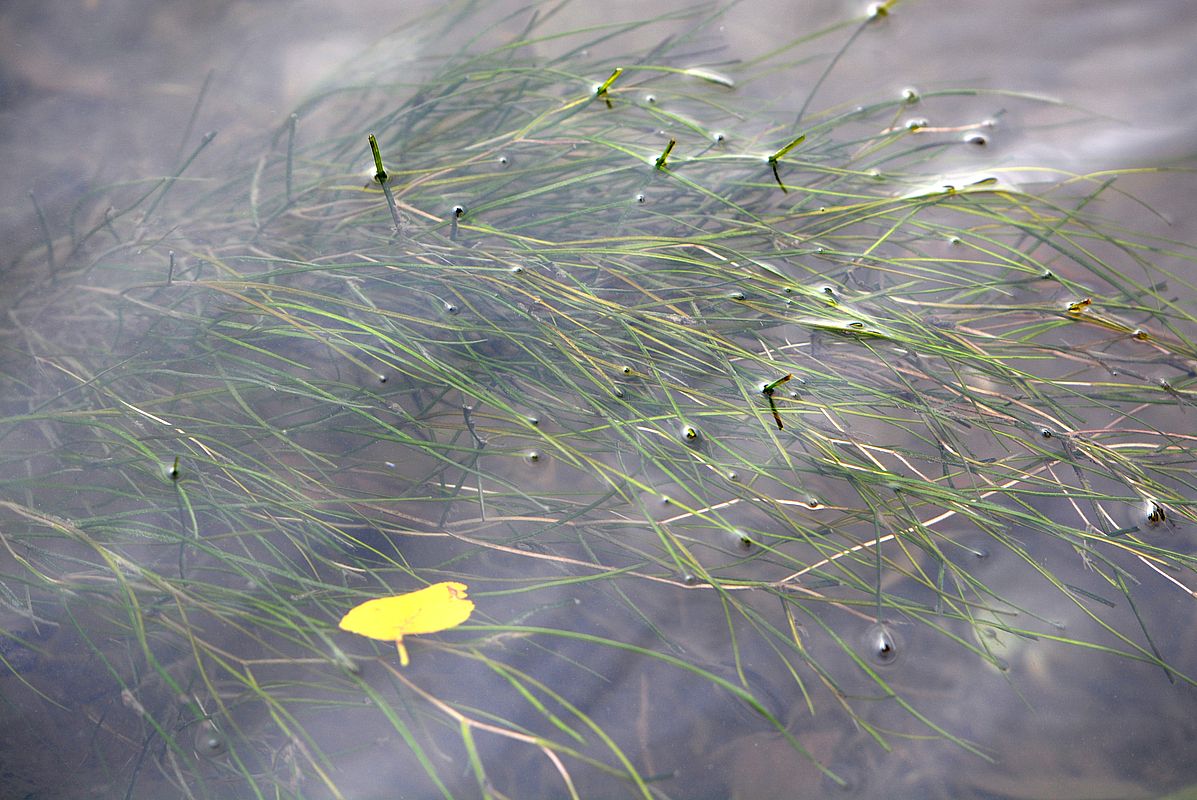 Изображение особи Potamogeton pectinatus.