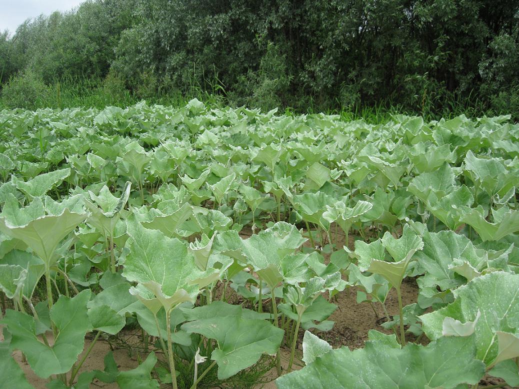 Image of Petasites spurius specimen.
