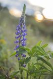 Lupinus polyphyllus