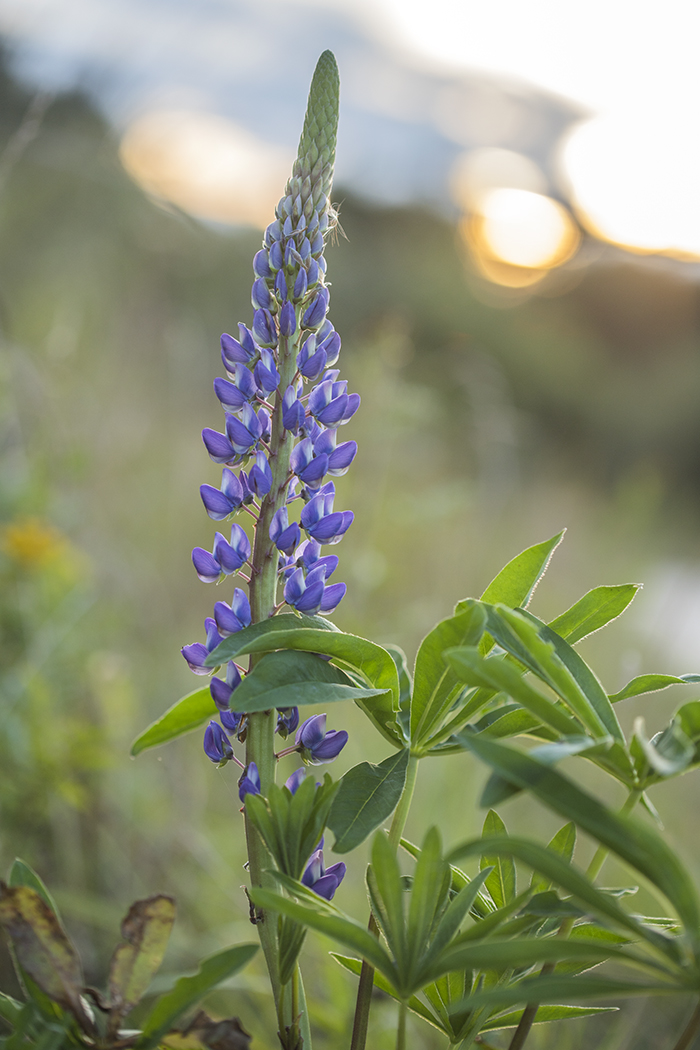 Изображение особи Lupinus polyphyllus.