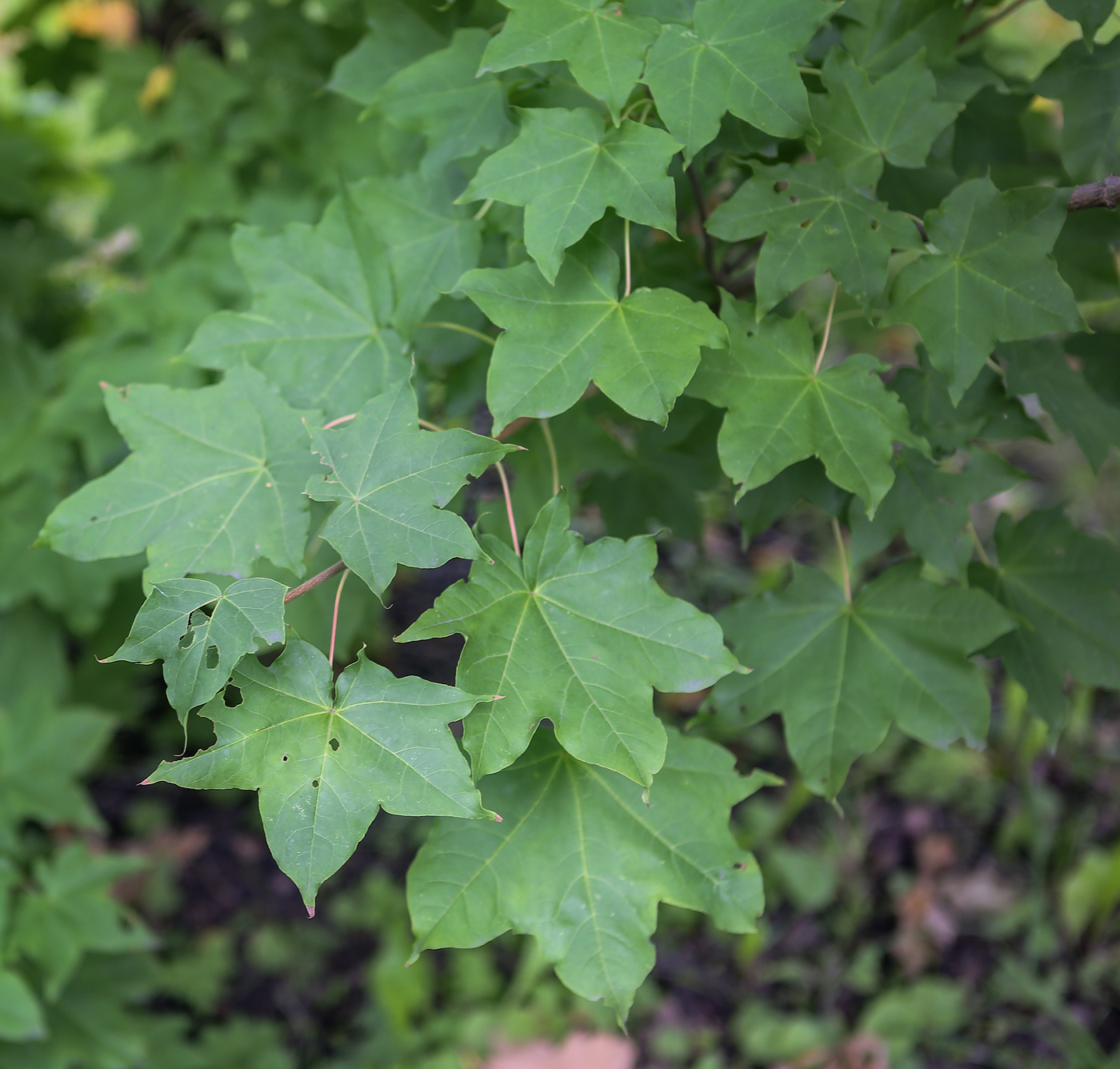 Image of Acer mayrii specimen.