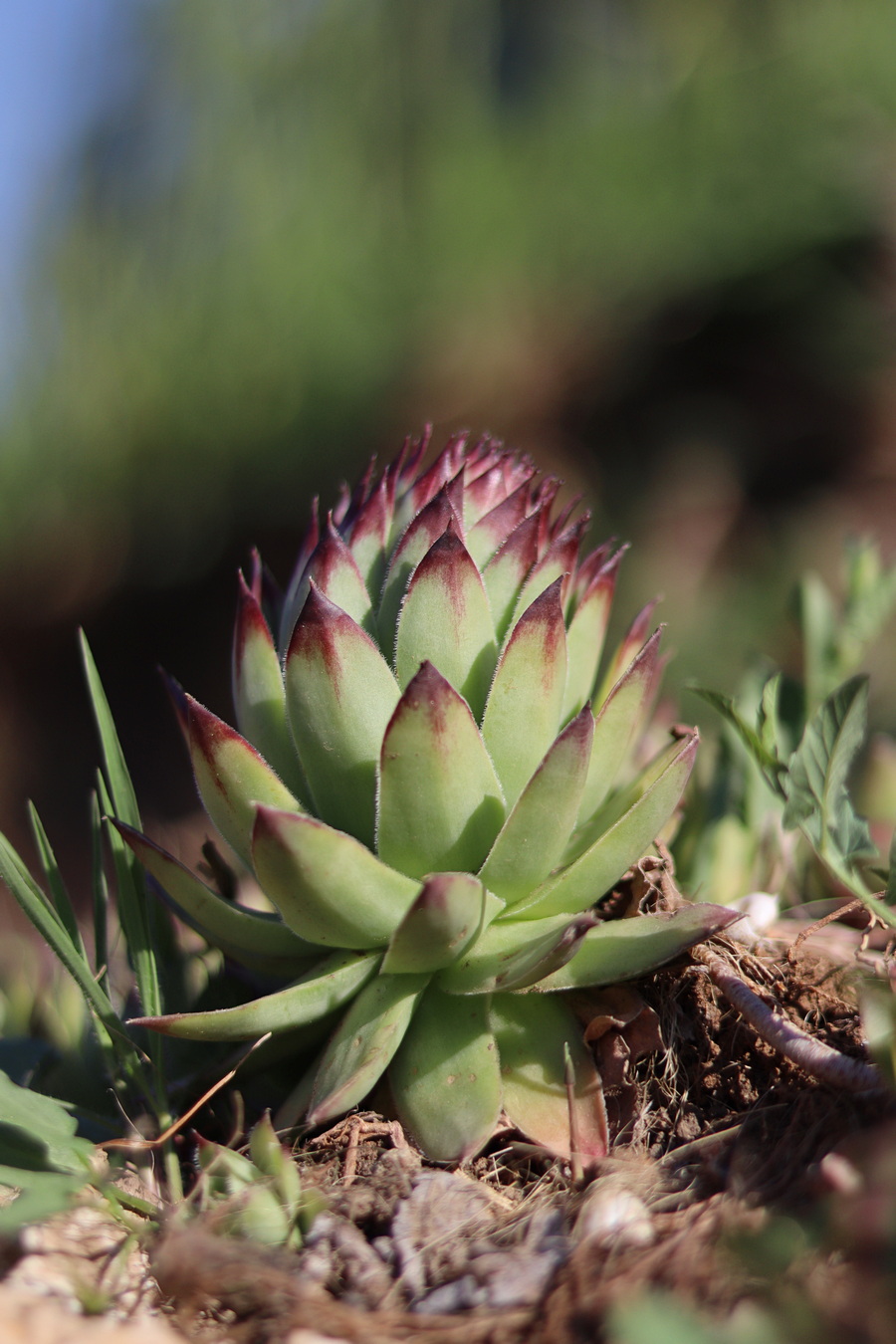 Image of Sempervivum ruthenicum specimen.