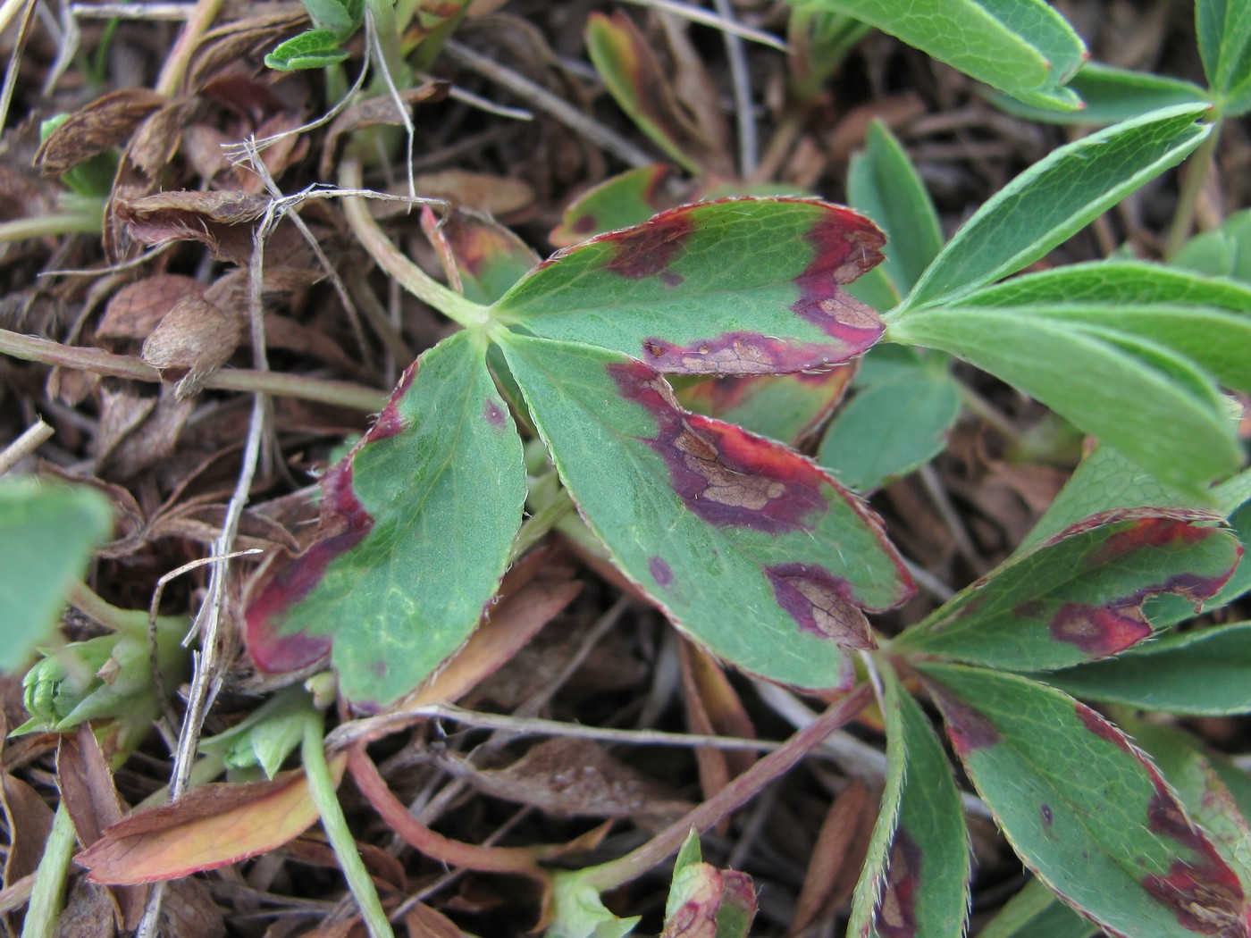 Изображение особи Sibbaldia semiglabra.