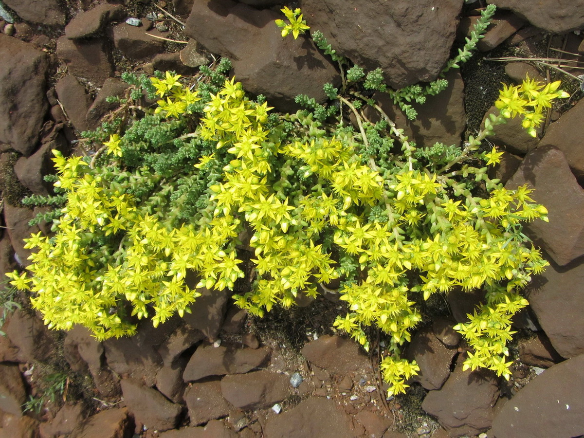 Image of Sedum acre specimen.