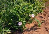 Calystegia spectabilis