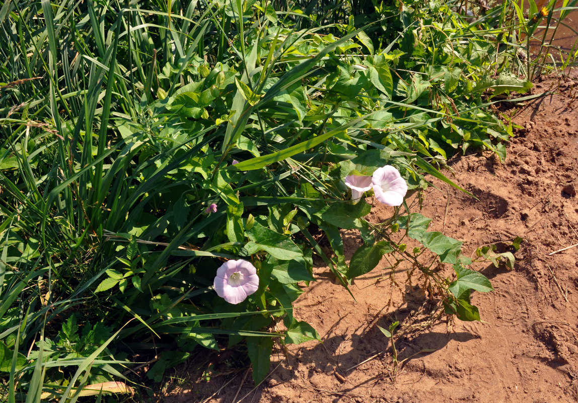 Image of Calystegia spectabilis specimen.