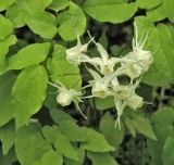 Epimedium grandiflorum