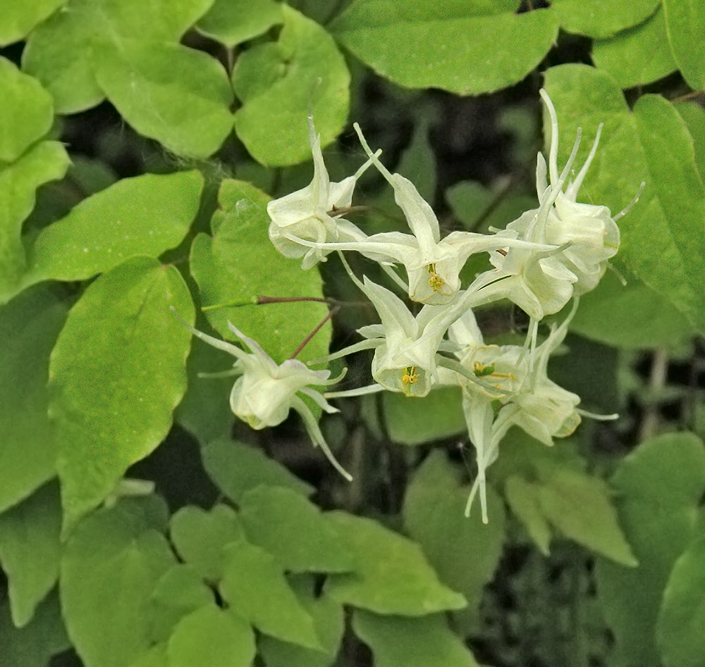 Image of Epimedium grandiflorum specimen.