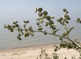 Atriplex aucheri. Соплодие. Краснодарский край, Ейский р-н, берег Ясенского залива. 24.08.2010.