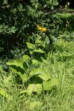 Inula helenium. Цветущее растение. Санкт-Петербург, Старый Петергоф, парк \"Сергиевка\", луг через дорогу от административного корпуса. 01.08.2020.