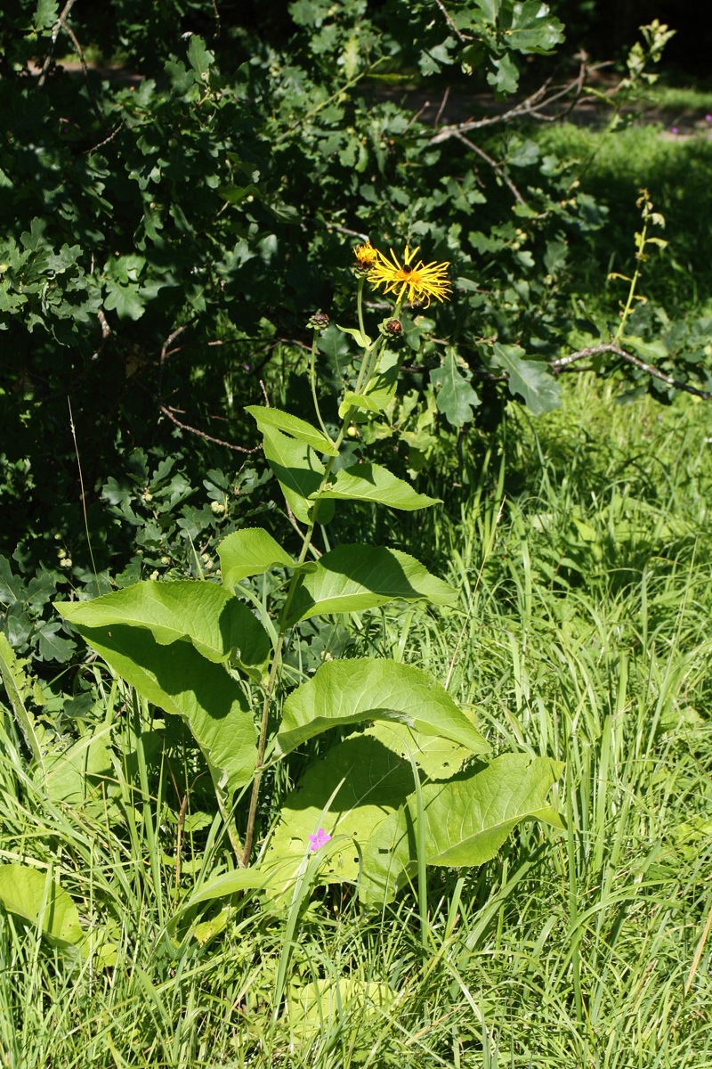 Изображение особи Inula helenium.
