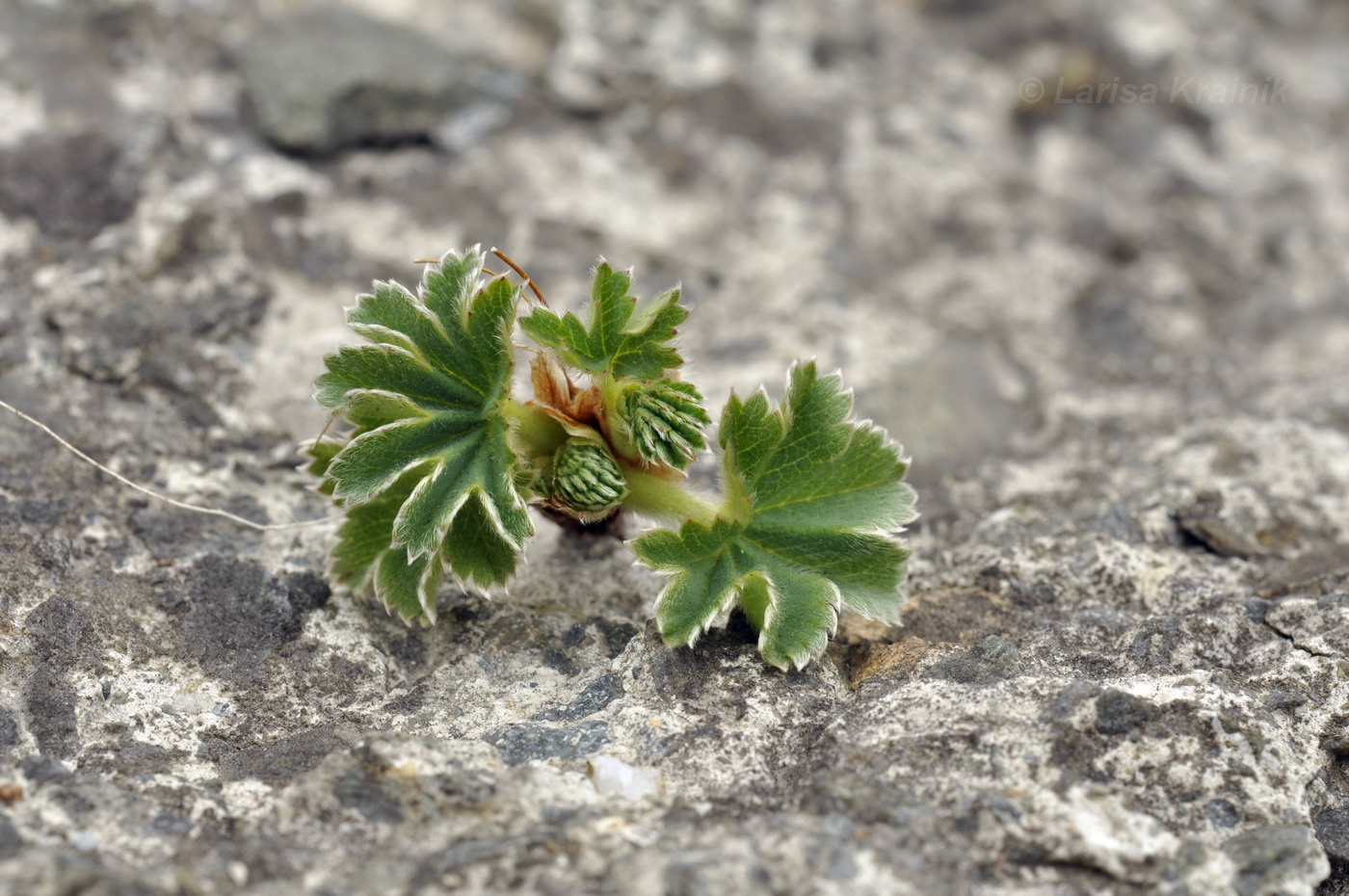 Изображение особи род Alchemilla.