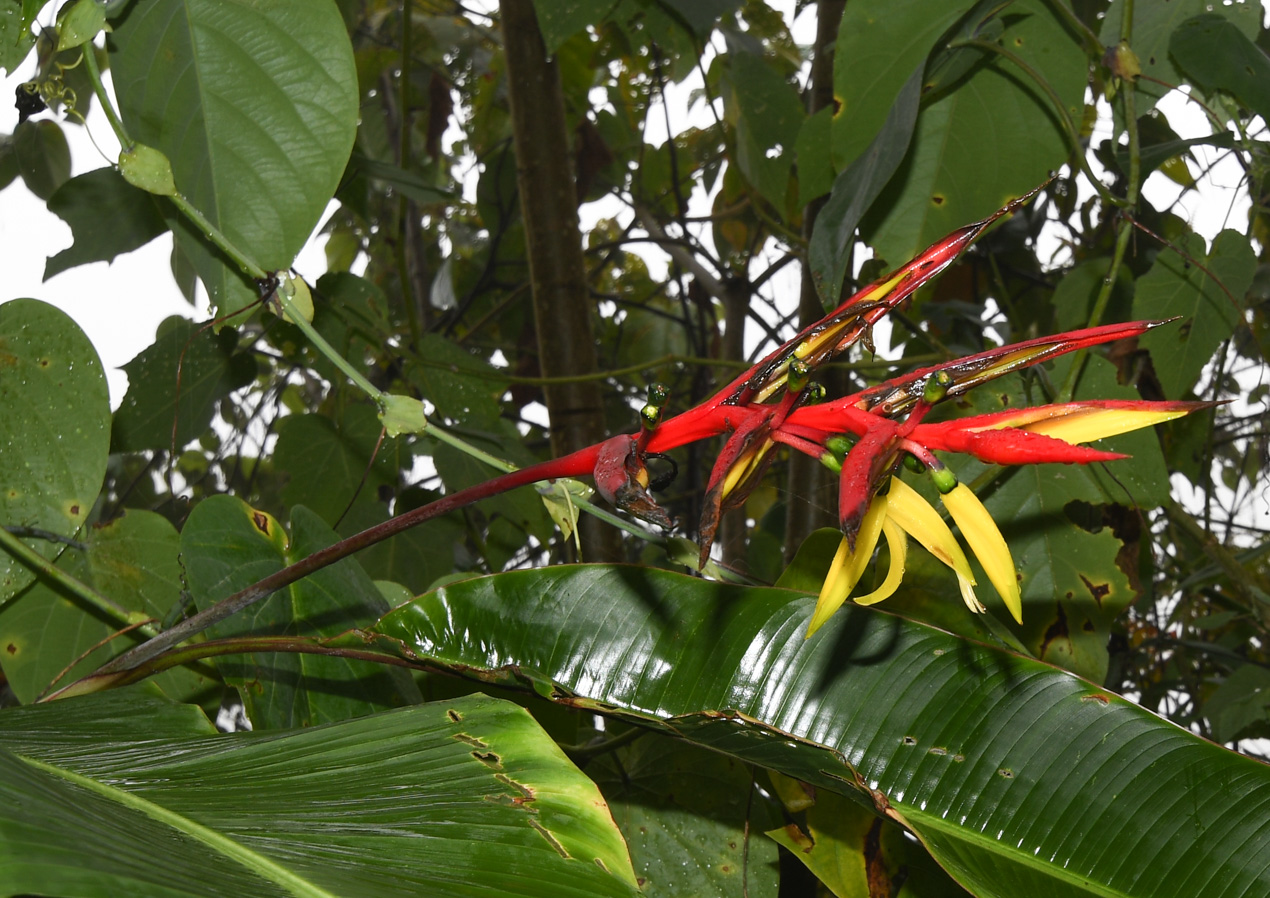 Изображение особи Heliconia subulata.