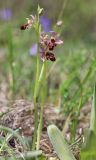 Ophrys × aghemanii. Цветущее растение (гибрид Ophrys mammosa subsp. caucasica Woronow ex Grossh. и Ophrys oestrifera M. Bieb.). Краснодарский край, м/о город-курорт Анапа, окр. с. Большой Утриш, можжевеловый лес. 3 мая 2021 г.