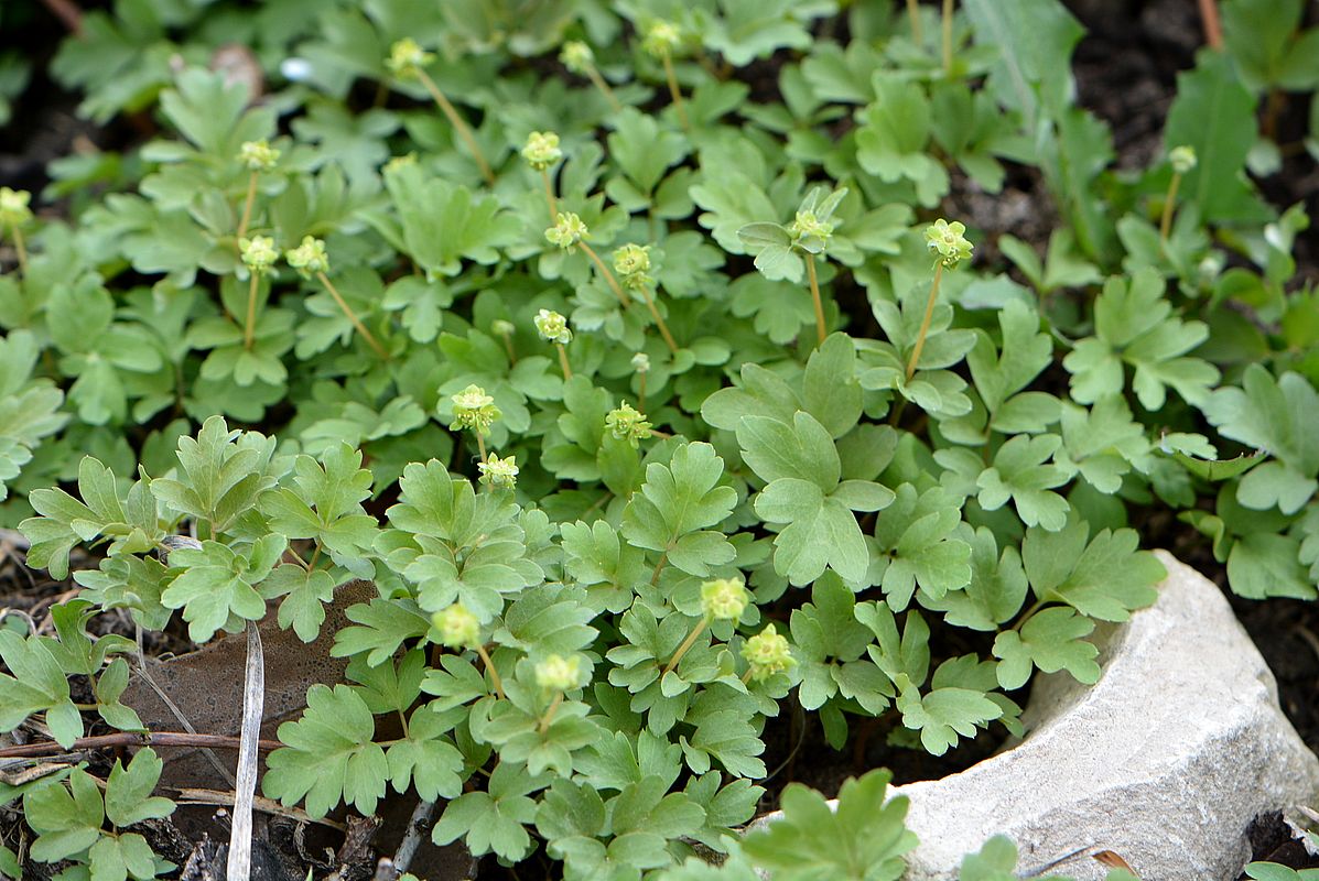 Image of Adoxa moschatellina specimen.
