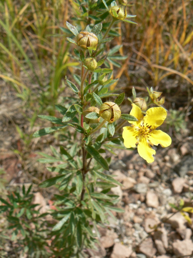 Image of Dasiphora fruticosa specimen.