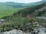 genus Onobrychis. Цветущее растение. Крым, гора Чатыр-Даг, нижнее плато, на скале. 30.05.2021.
