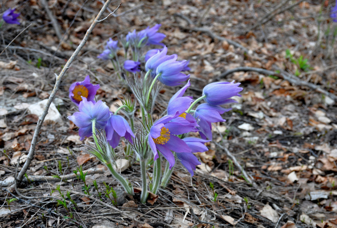 Изображение особи Pulsatilla patens.