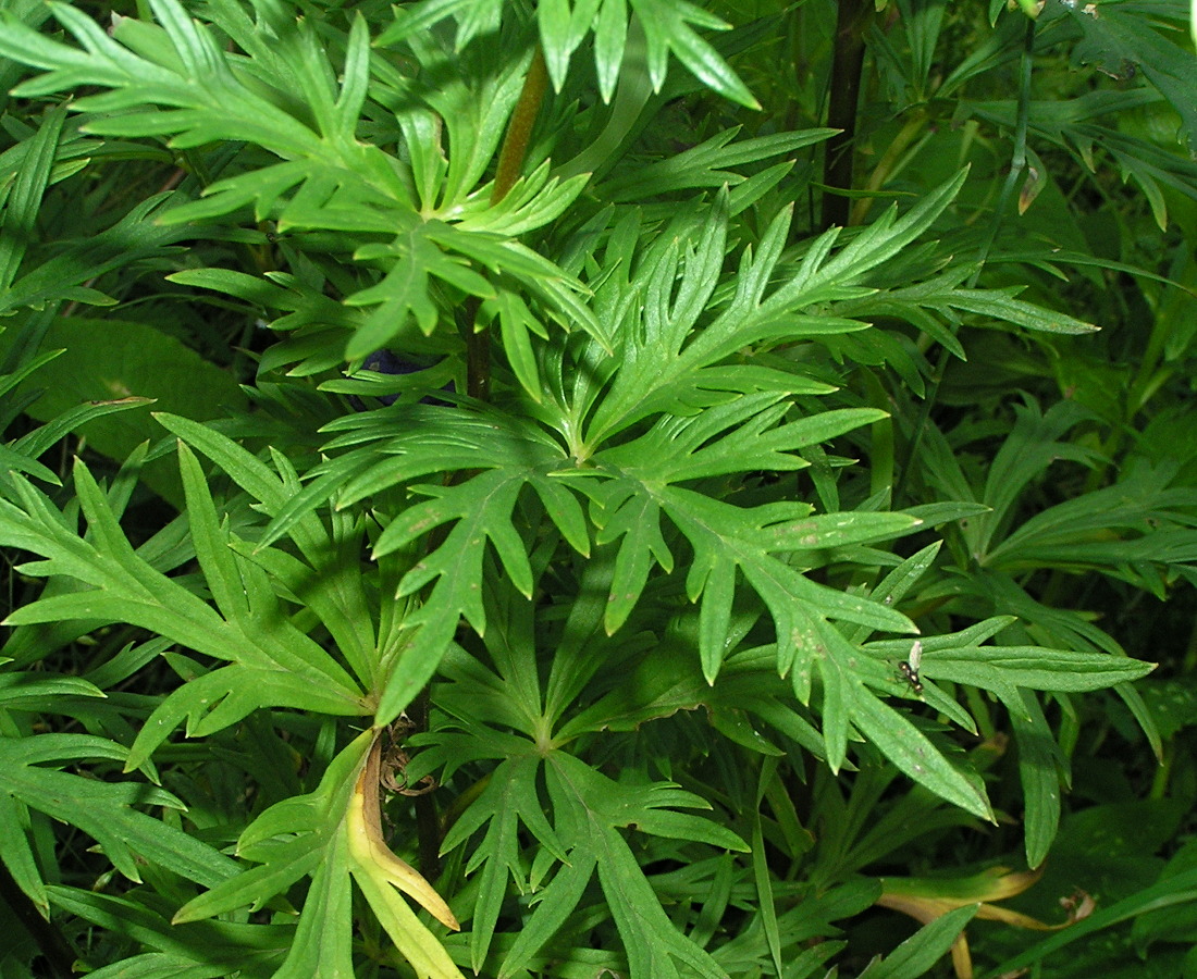 Image of Aconitum ambiguum specimen.