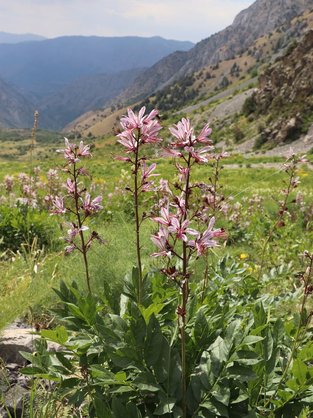 Изображение особи Dictamnus angustifolius.