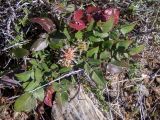 Centaurea raphanina ssp. mixta