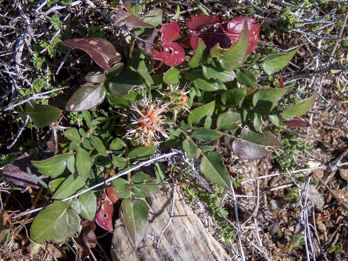 Image of Centaurea raphanina ssp. mixta specimen.