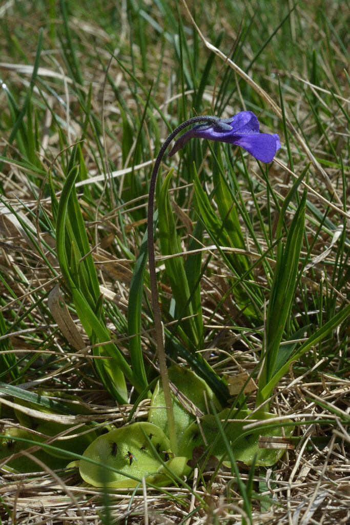 Изображение особи Pinguicula balcanica.