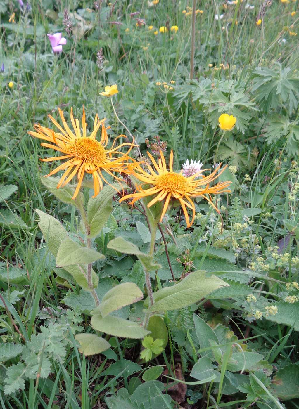 Изображение особи Inula grandiflora.