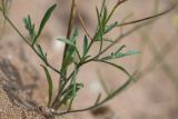 Sisymbrium polymorphum