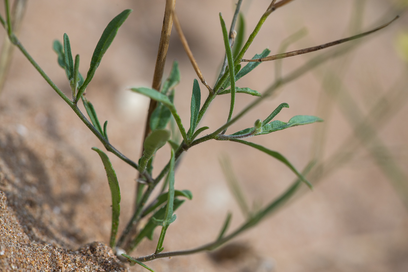 Image of Sisymbrium polymorphum specimen.