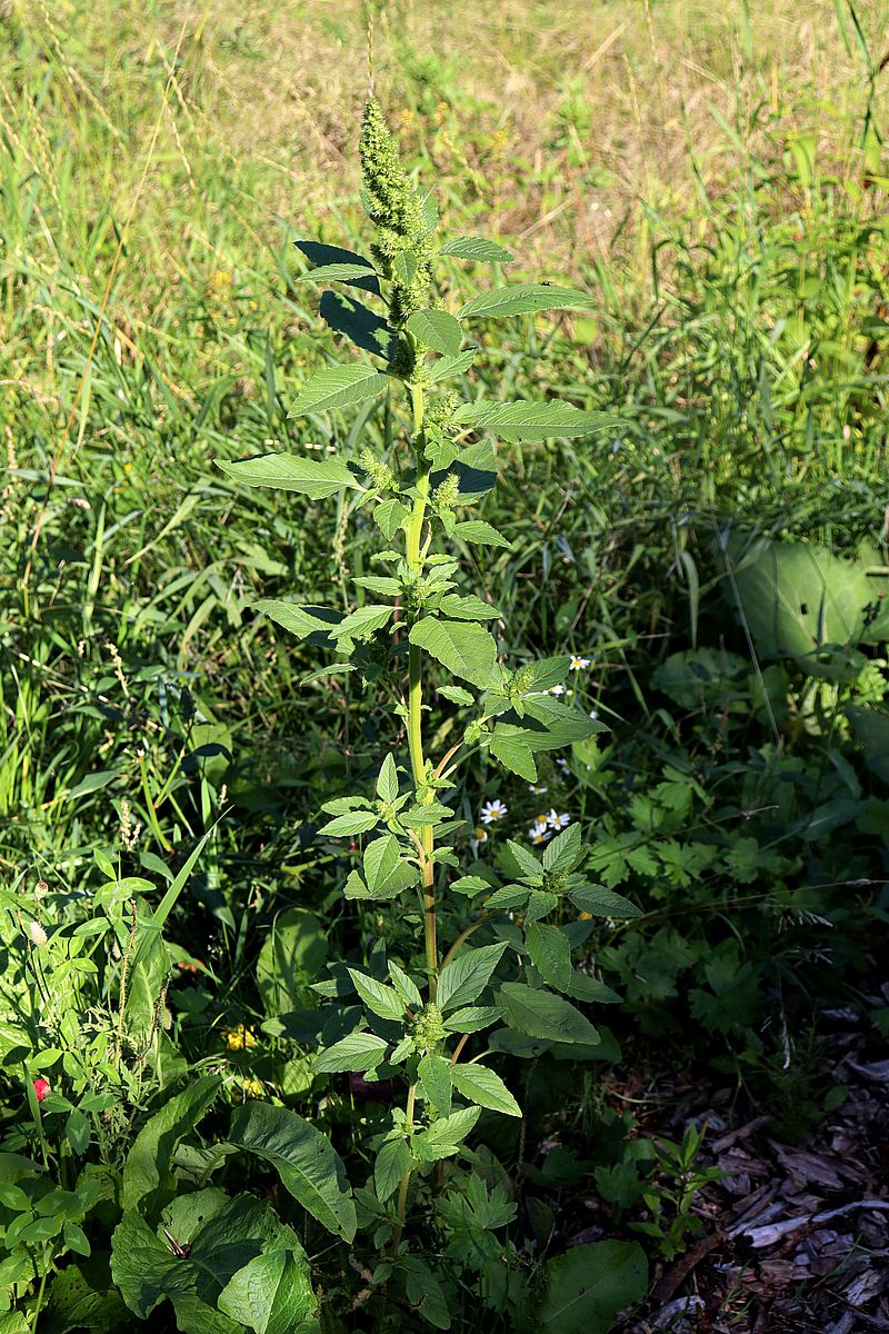 Image of Amaranthus retroflexus specimen.