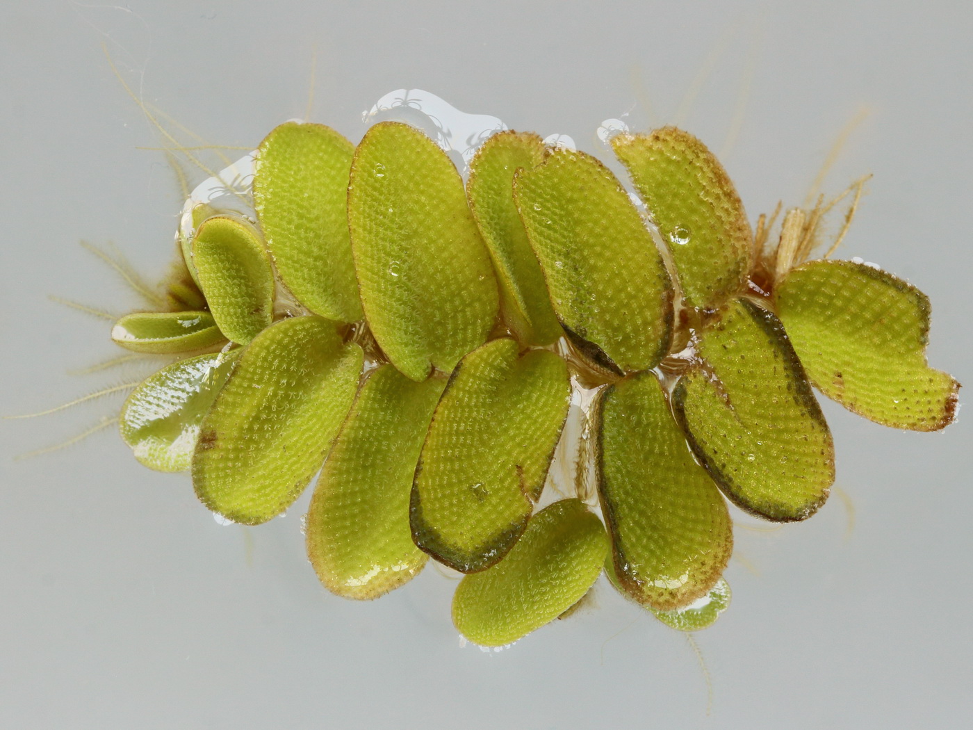 Image of Salvinia natans specimen.