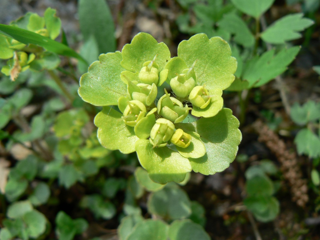 Image of Chrysosplenium pilosum specimen.