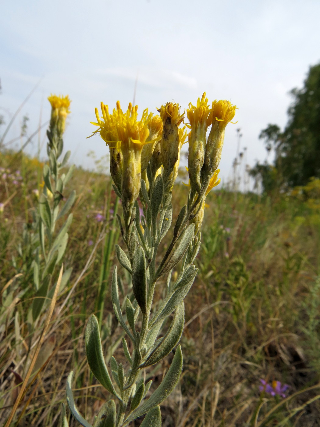Image of Galatella villosa specimen.