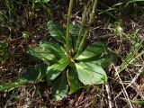 Micranthes hieraciifolia