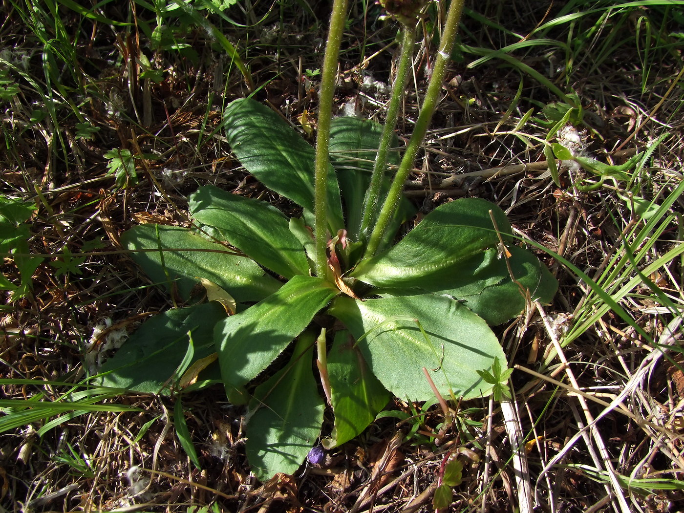 Изображение особи Micranthes hieraciifolia.