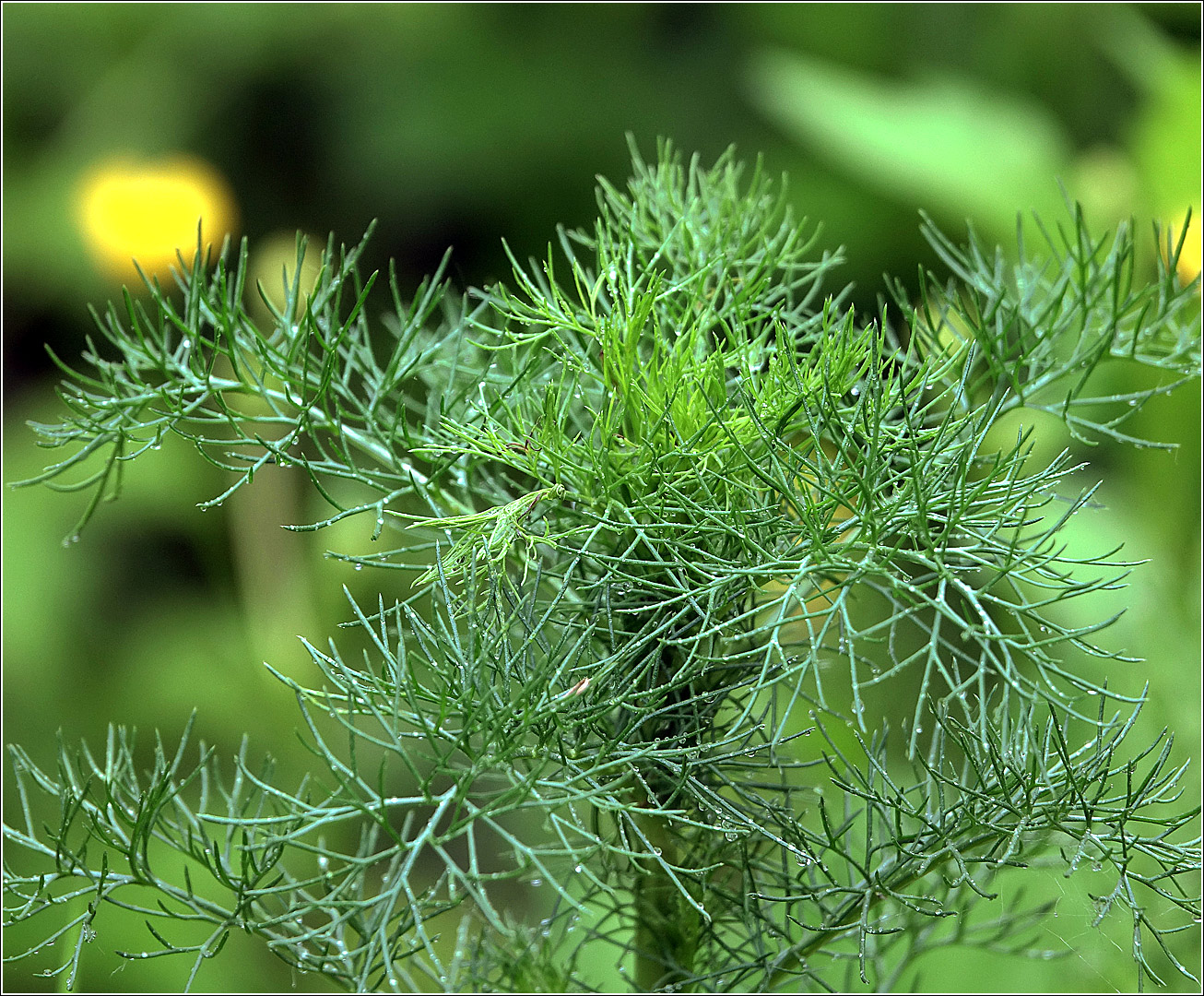 Image of Tripleurospermum inodorum specimen.