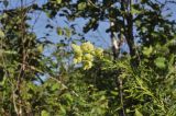 Aconitum coreanum