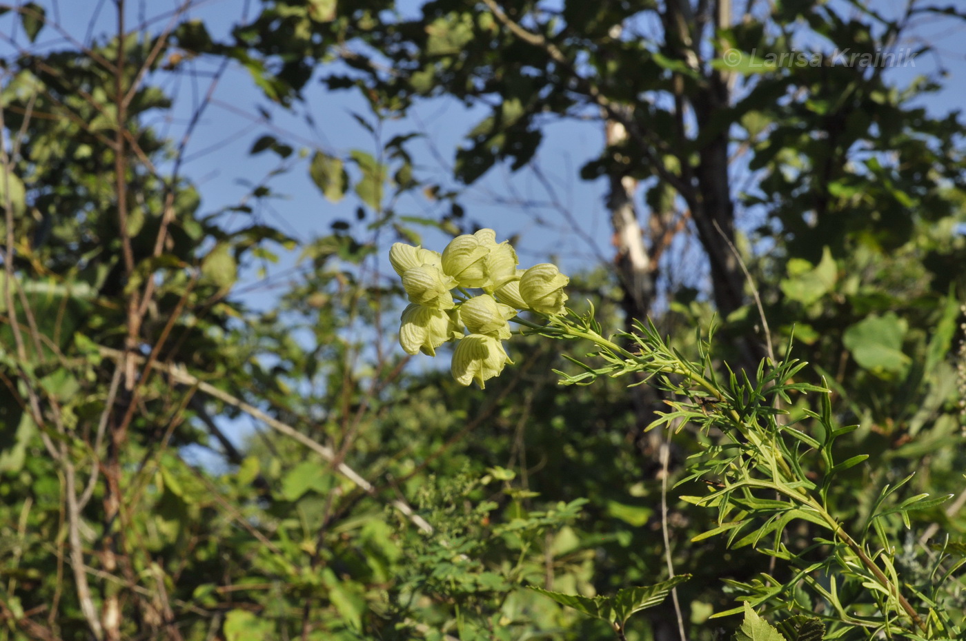 Изображение особи Aconitum coreanum.