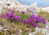 Oxytropis lazica. Цветущее растение в сообществе с Carex. Адыгея, Кавказский биосферный заповедник, северо-восточный склон горы Оштен, ≈ 2400 м н.у.м., альпийский луг. 18.07.2015.