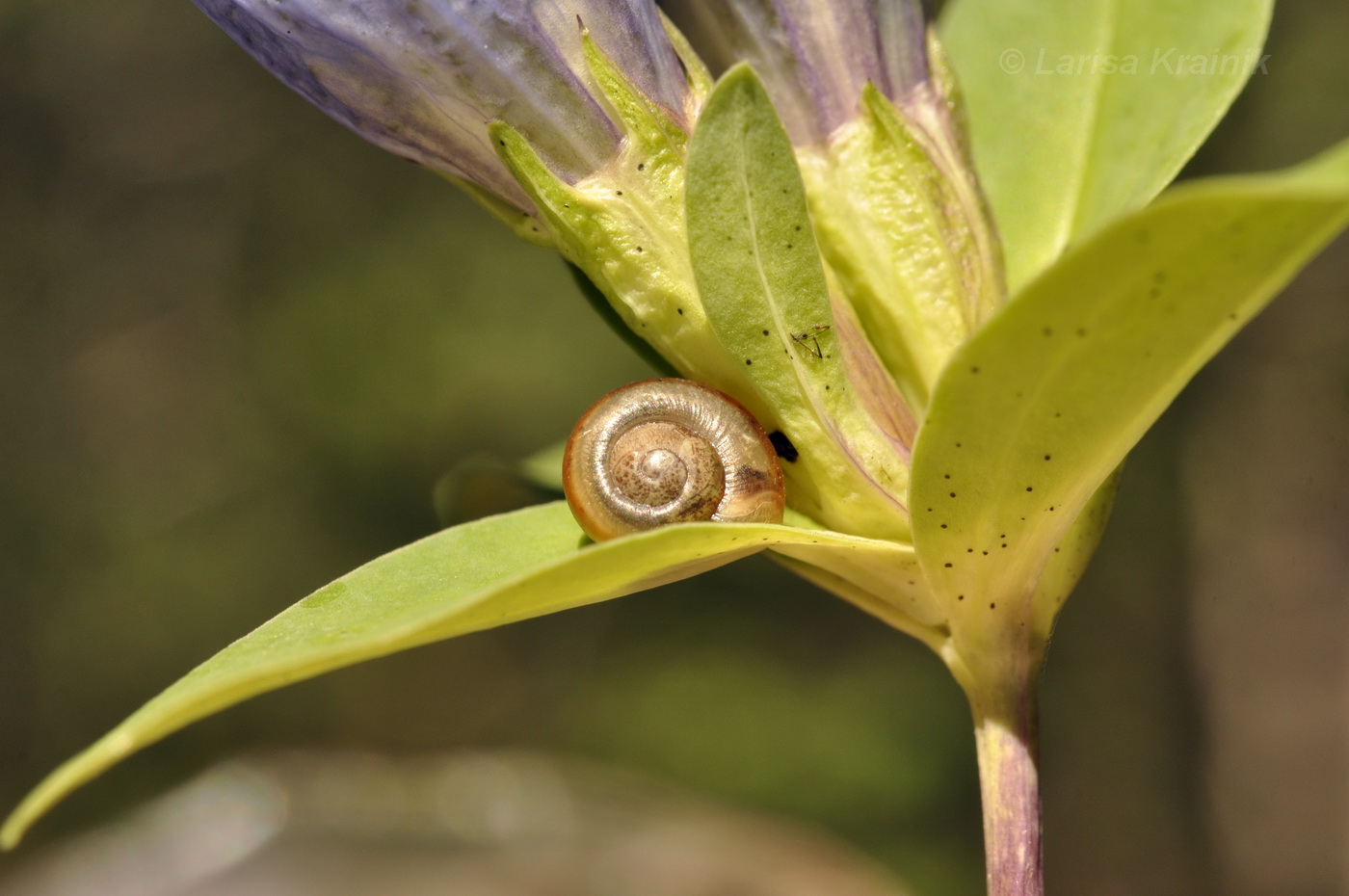 Image of Gentiana triflora specimen.