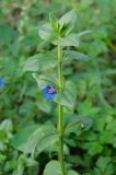 Anagallis arvensis