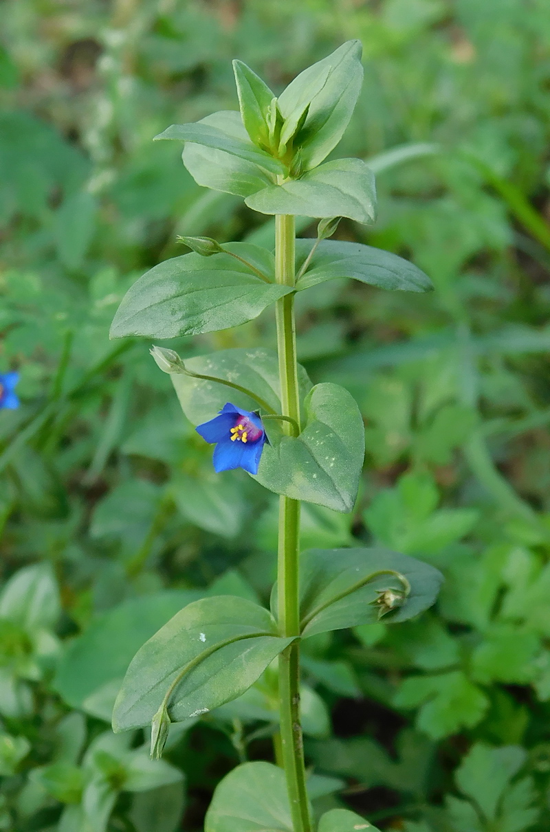 Изображение особи Anagallis arvensis.