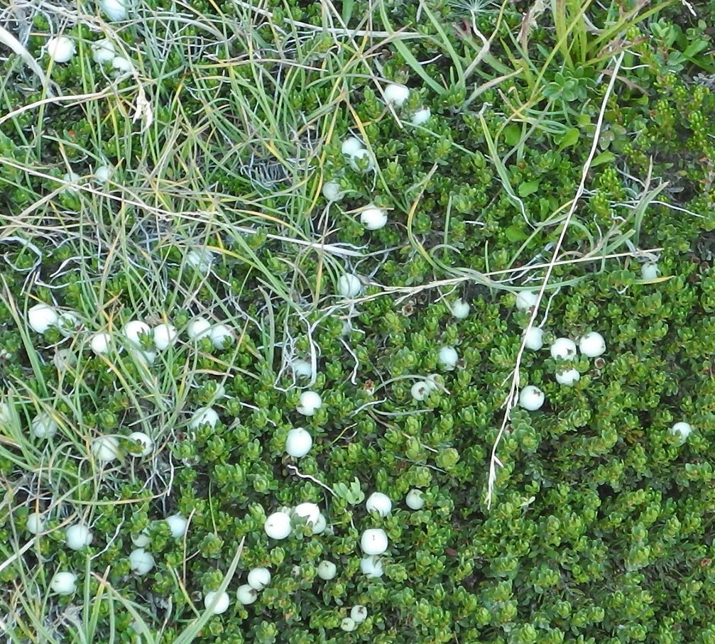 Image of Gaultheria caespitosa specimen.