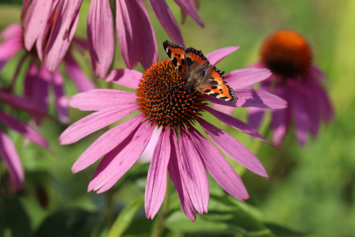 Image of Echinacea purpurea specimen.