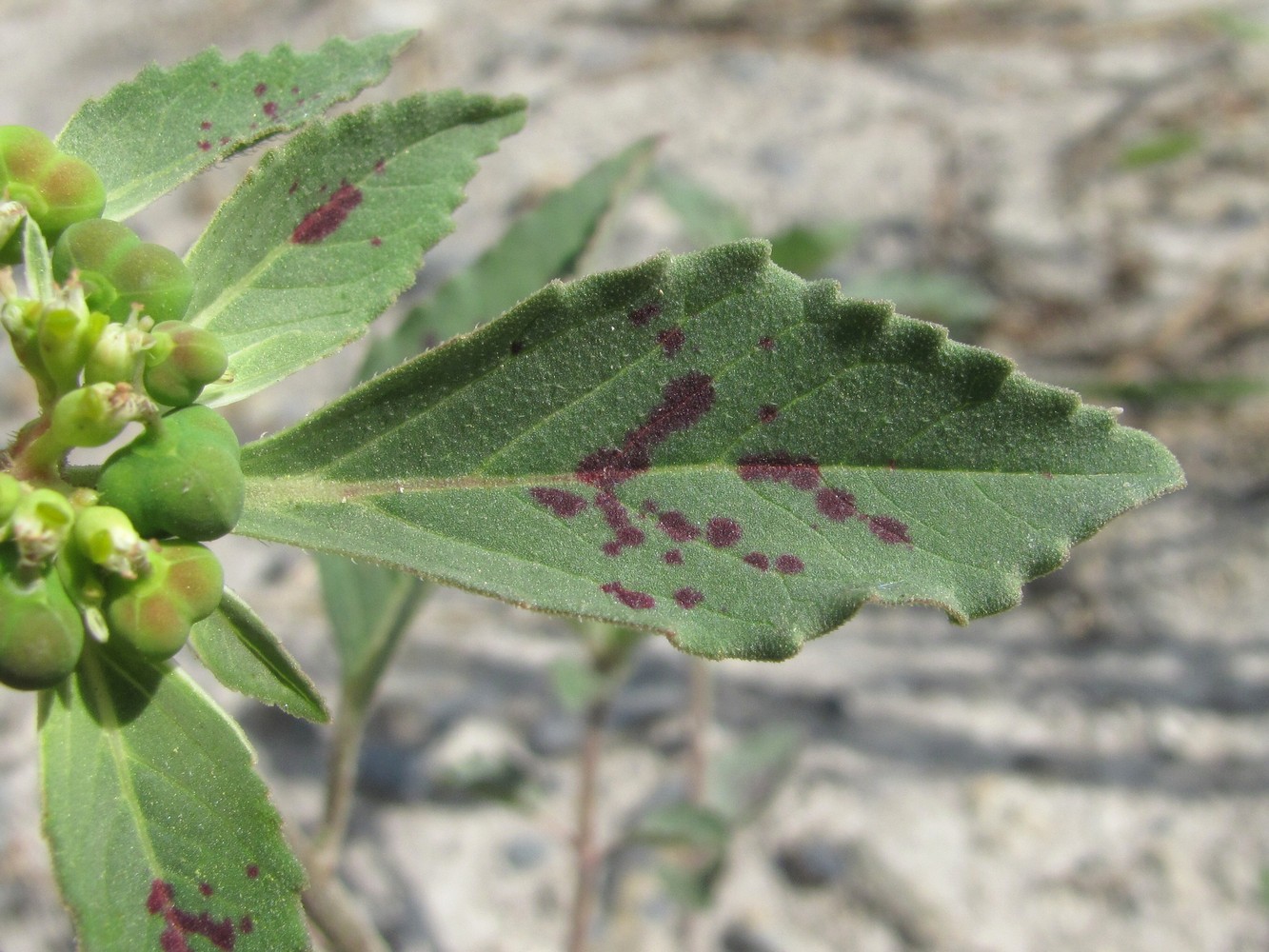 Image of Euphorbia davidii specimen.